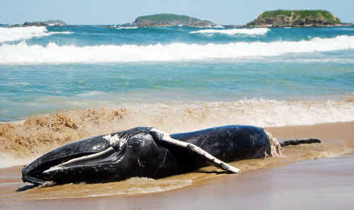 A dead juvenile humpback whale that washed ashore on Woolgoolga Back Beach meant heavy work to dispose of the body. A dead juvenile humpback whale that washed ashore on Woolgoolga Back Beach meant heavy work to dispose of the body.